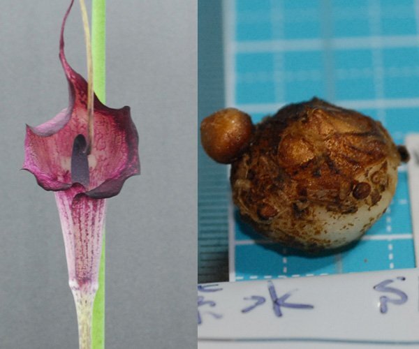 ウラシマソウ sisui 三重産 紫花 『紫水 (しすい)』 SM大 球 1球【一作開花球】 ★珍品★(浦島草、山野草、テンナンショウ)拍卖