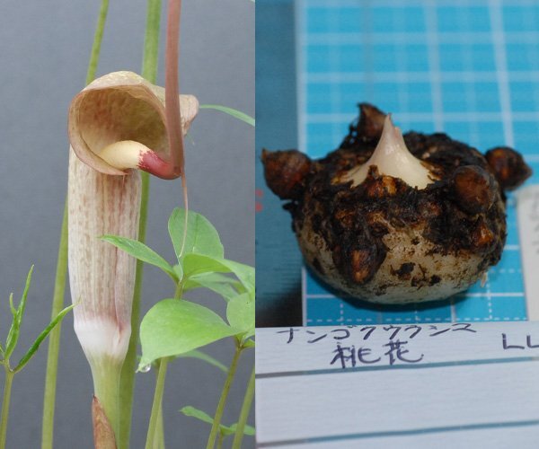 ナンゴクウラシマソウ nan-MO 『南国ウラシマソウ 桃花』 LL球 1球【開花見込球】★珍品★(ウラシマソウ、山野草、テンナンショウ)拍卖