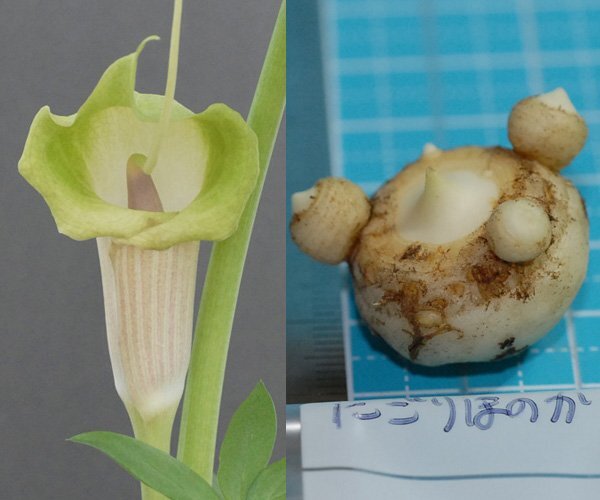 ウラシマソウ nigor 奈良県産 にごり素心系 『にごりほのか』 L球 1球【開花見込球】 ★貴重品★(浦島草、山野草、テンナンショウ)拍卖