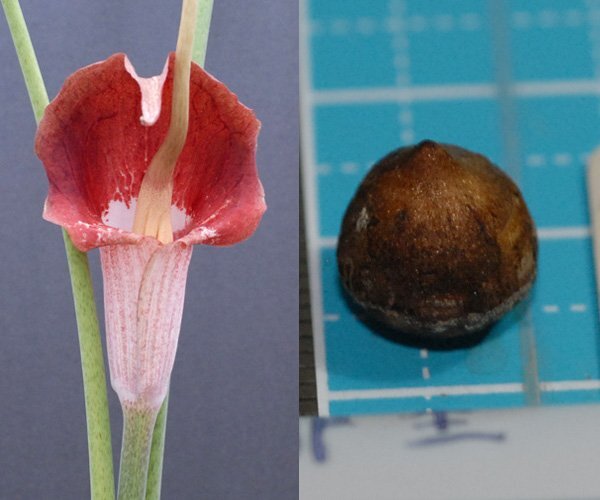 ウラシマソウ hiou 三重県産 『緋王(ひおう)』 小球 1球 (1) 【外れたて小球 (大きめ)】(浦島草、山野草、テンナンショウ)拍卖