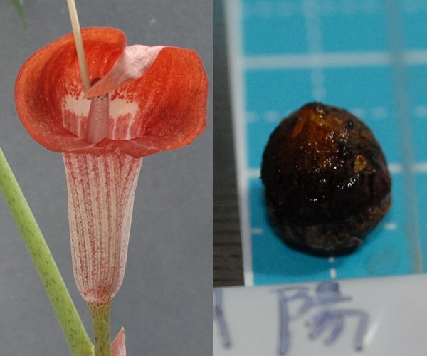 ウラシマソウ choyo 三重産赤花 『朝陽 (ちょうよう)』 小球 1球 (2) 【外れたて小球】(浦島草、山野草、テンナンショウ)拍卖