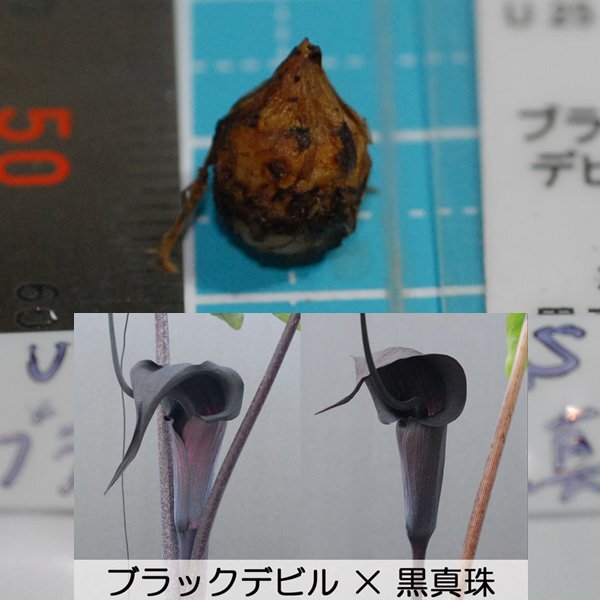 ウラシマソウ U25-18 /S-(3) 極黒期待 『ブラックデビル × 黒真珠』 S球 1球(ウラシマソウ、山野草、テンナンショウ)拍卖
