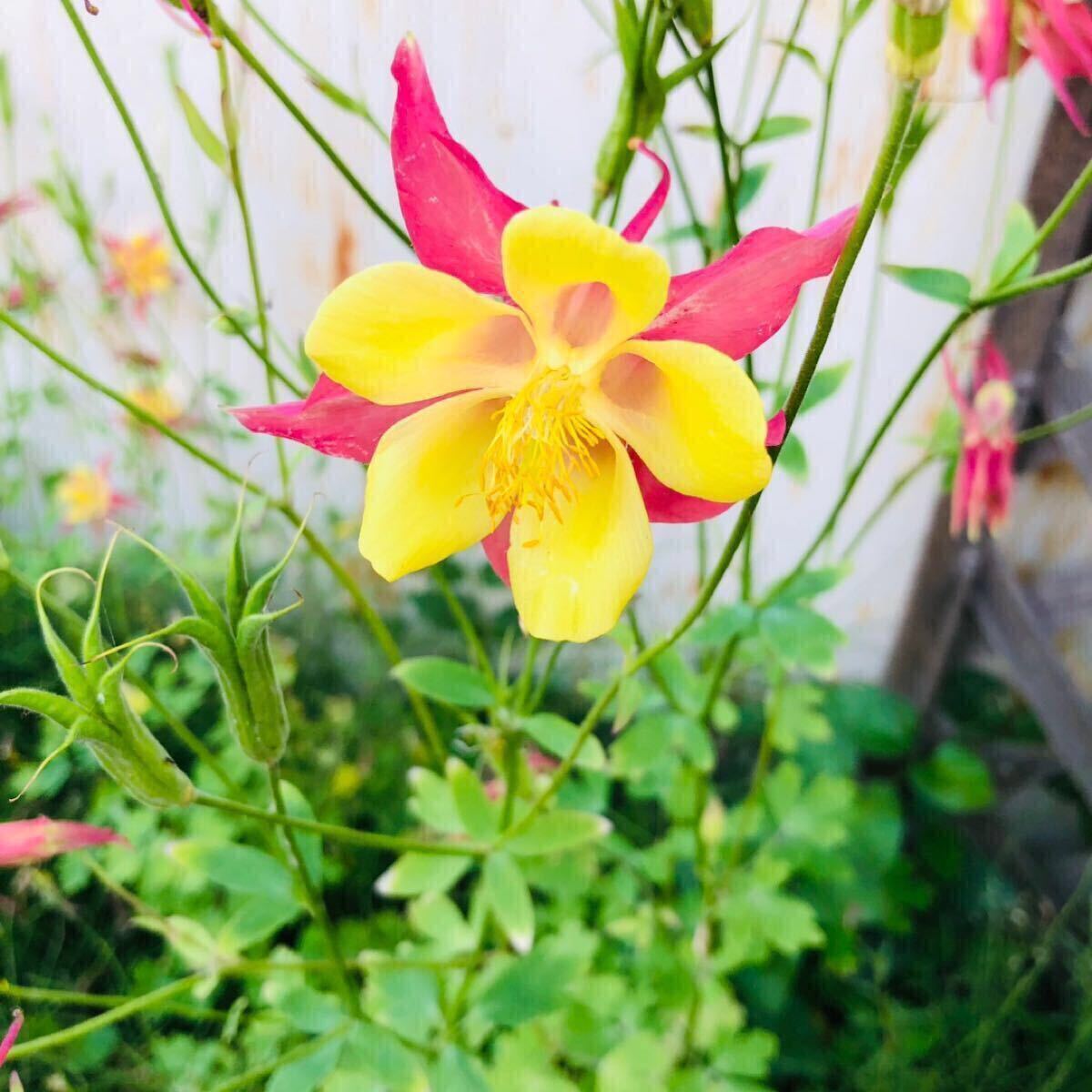 オダマキの種 MIX 500粒以上 種 オダマキ タネ ミックス たくさん おだまき 西洋オダマキ 種子拍卖