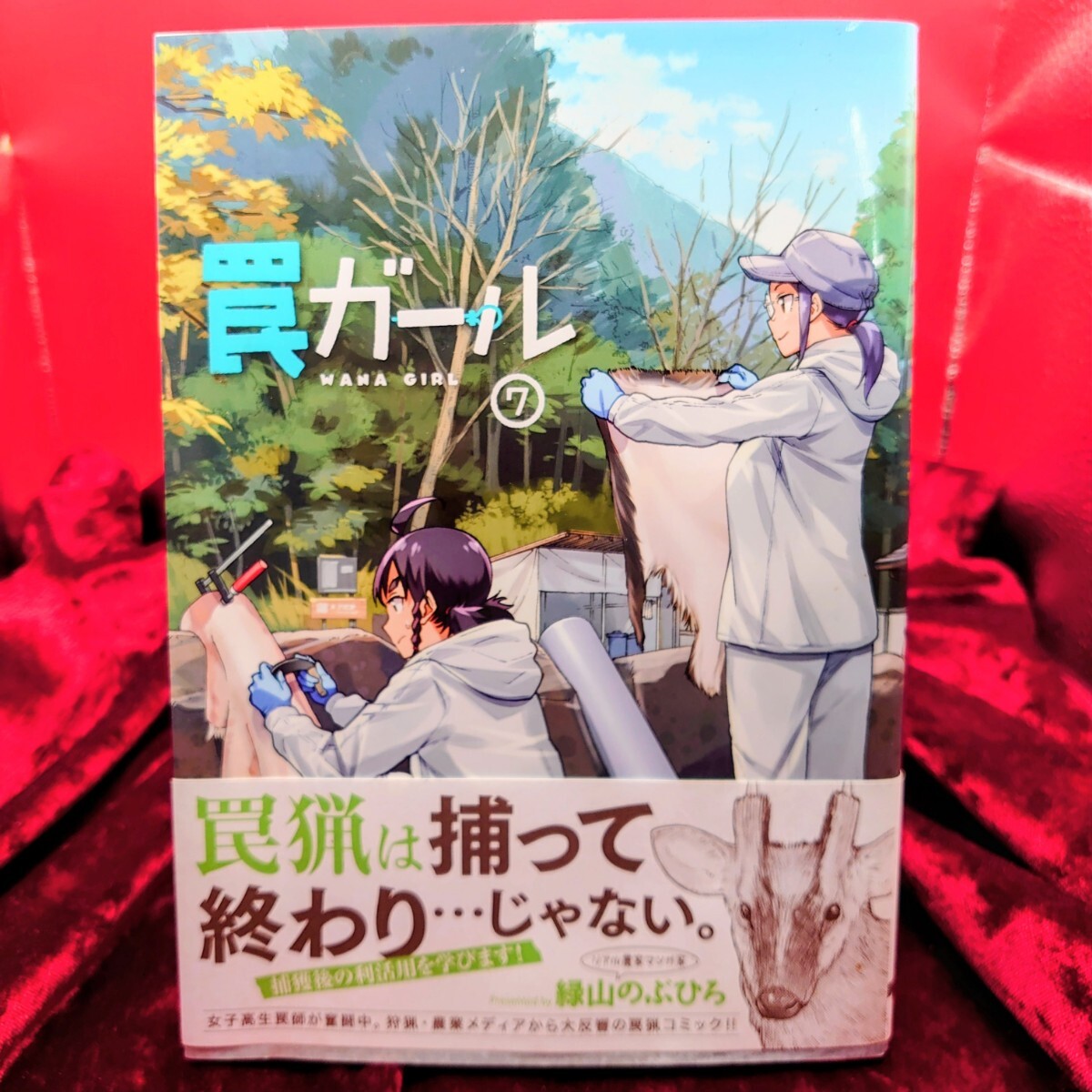 915【初版】 罠ガール 7巻 緑山のぶひろ 角川 漫画 マンガ コミックス拍卖
