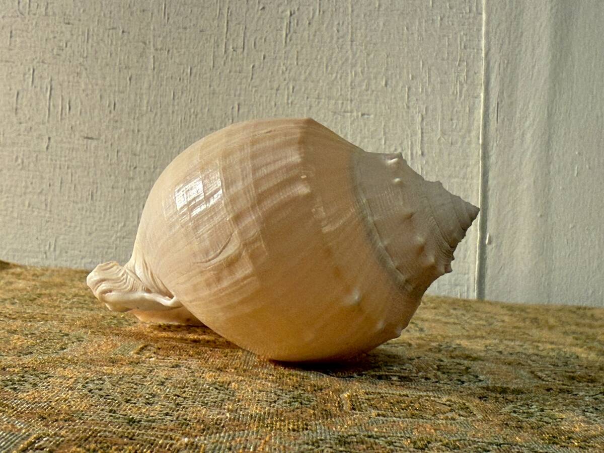 長期保管品 ナンバンカブトウラシマガイ 長さ約10㎝ 高さ約5.5㎝ 幅約6.1㎝ 売り切り!拍卖