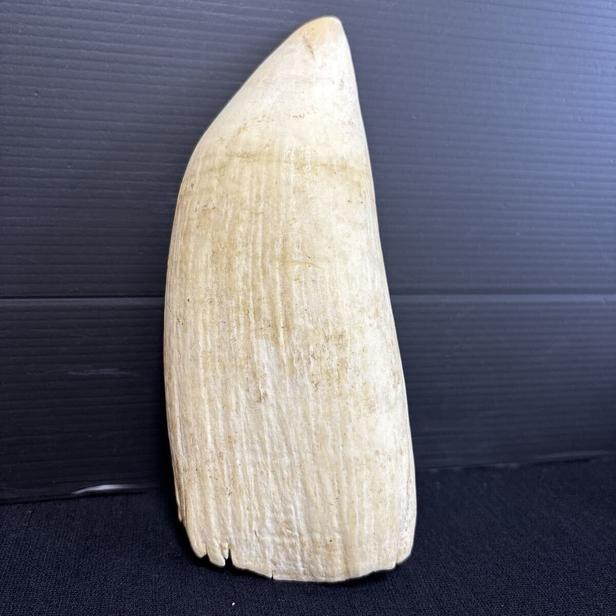 マッコウクジラ 特大サイズ 874g 鯨歯 抹香鯨 天然素材 [根付/印材/印鑑/美術品/工芸品/彫刻材料/くじら歯/鯨牙/鯨の歯/骨董品/貴重/希少拍卖