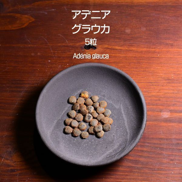 アデニア・グラウカ 種子 5(+1)粒 塊根植物 コーデックス 多肉植物 観葉植物 アデニアグラウカ Adenia glauca拍卖