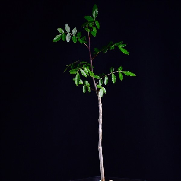 3WB 実生 コミフォラ・オルビクラリス Commiphora orbicularis コーデックス 塊根植物 プレステラ90拍卖