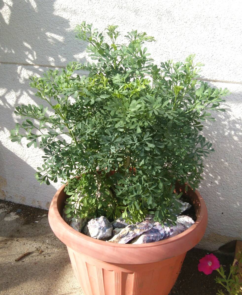 ヘンルーダ 抜き苗1個拍卖
