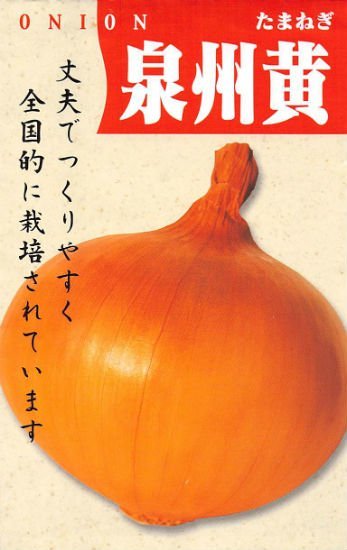 送料無料 泉州黄玉葱 100粒拍卖
