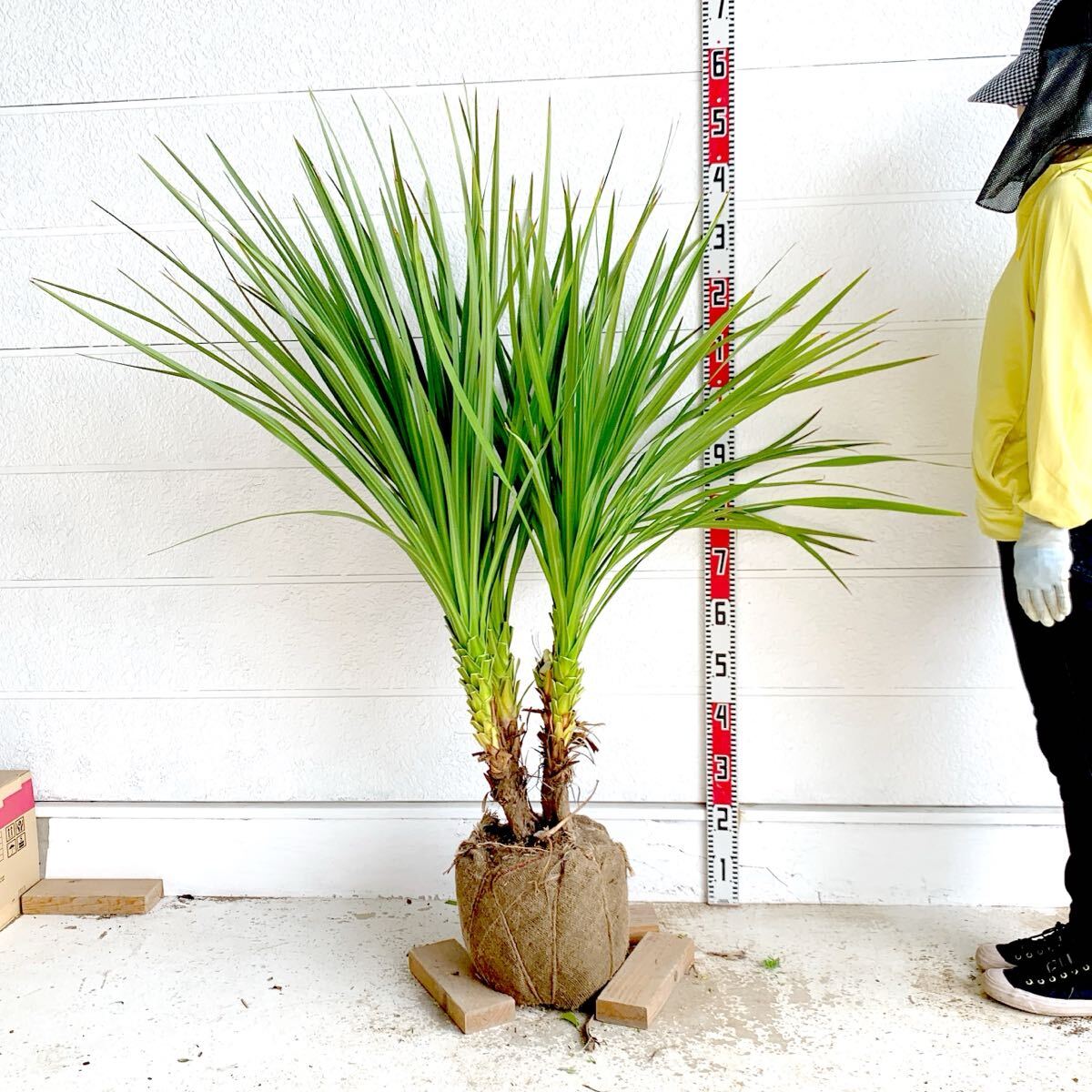 大株 ドラセナ 約:140cm 【株立ち 庭木 シンボルツリー 植木 ヤシの木 ココスヤシ ガーデニング ニオイシュロラン】248617拍卖