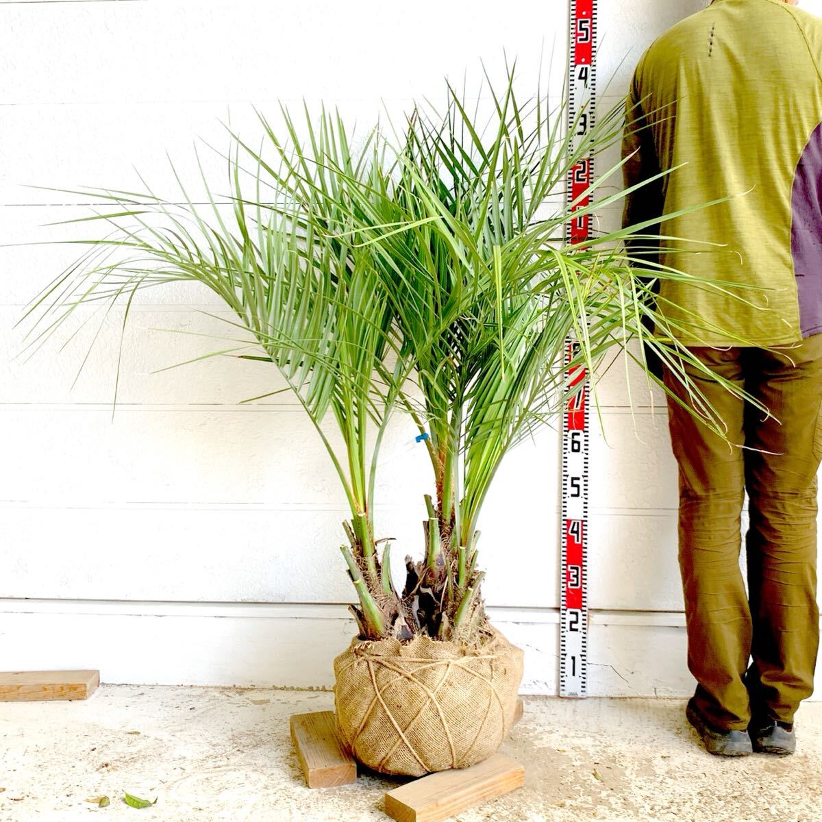 ココスヤシ 3本立ち 約:130cm 【株立ち/ヤシの木/シルバーリーフ/ドラセナ/ロックガーデン/ドライガーデン】244649拍卖