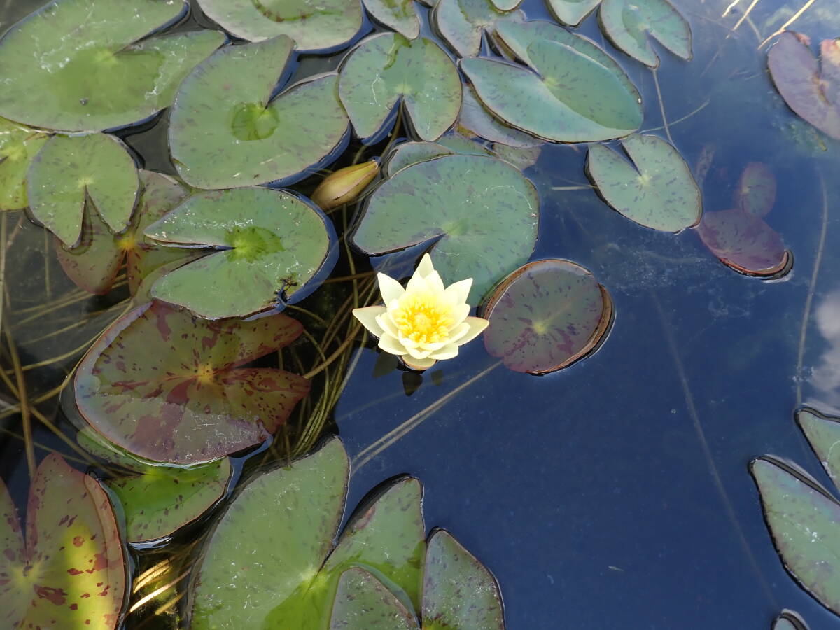 耐寒性 小型のヒメスイレン 黄色 姫スイレン イエロー 姫睡蓮 1株 国産拍卖