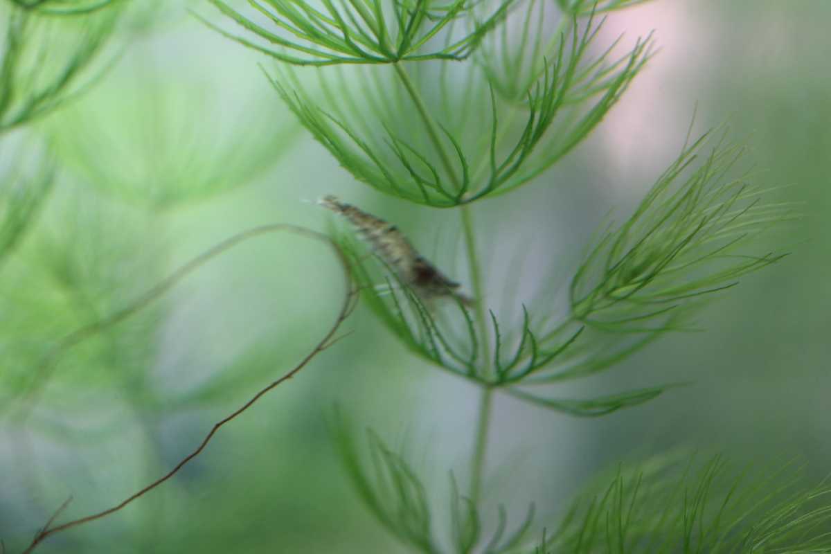 水槽環境向上 ミナミヌマエビ15匹+α拍卖