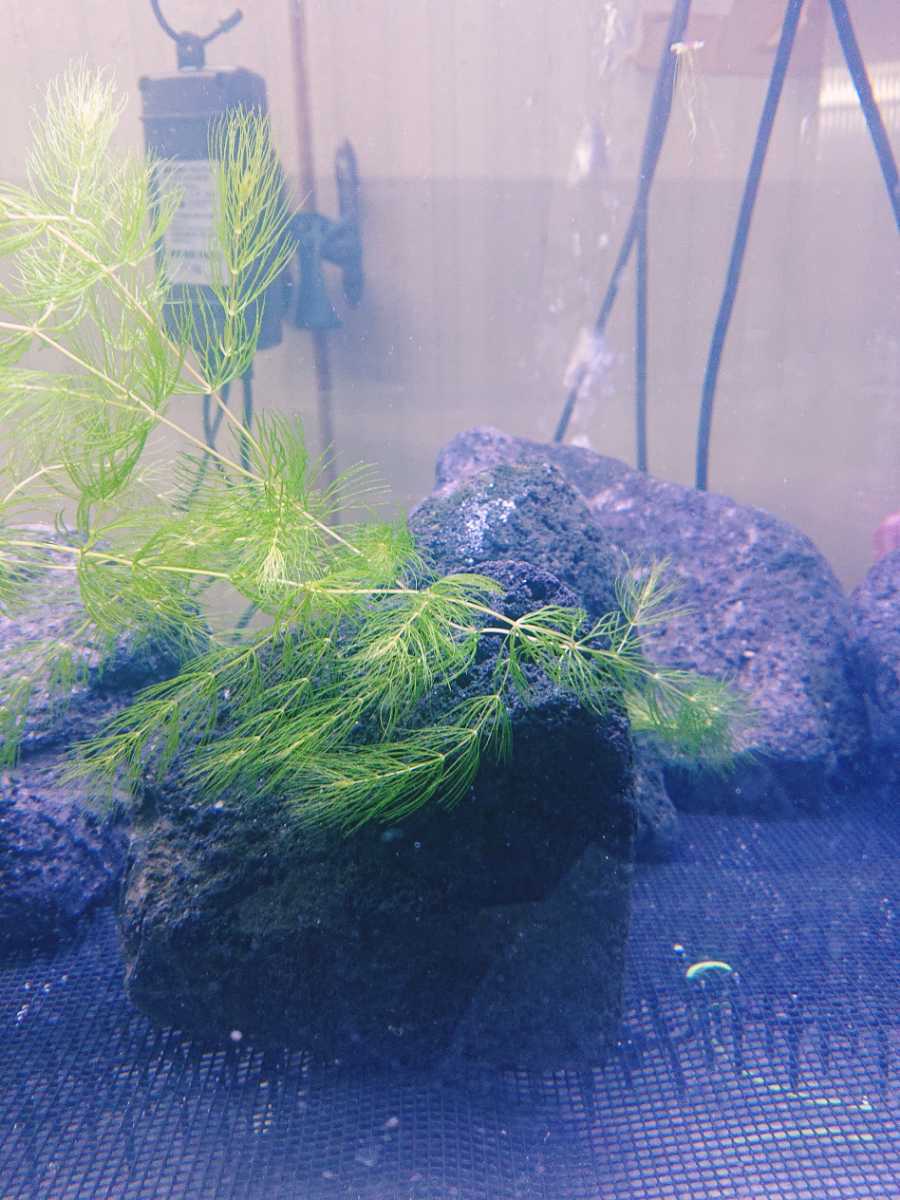 ミナミヌマエビ20匹+αとマツモのセット拍卖