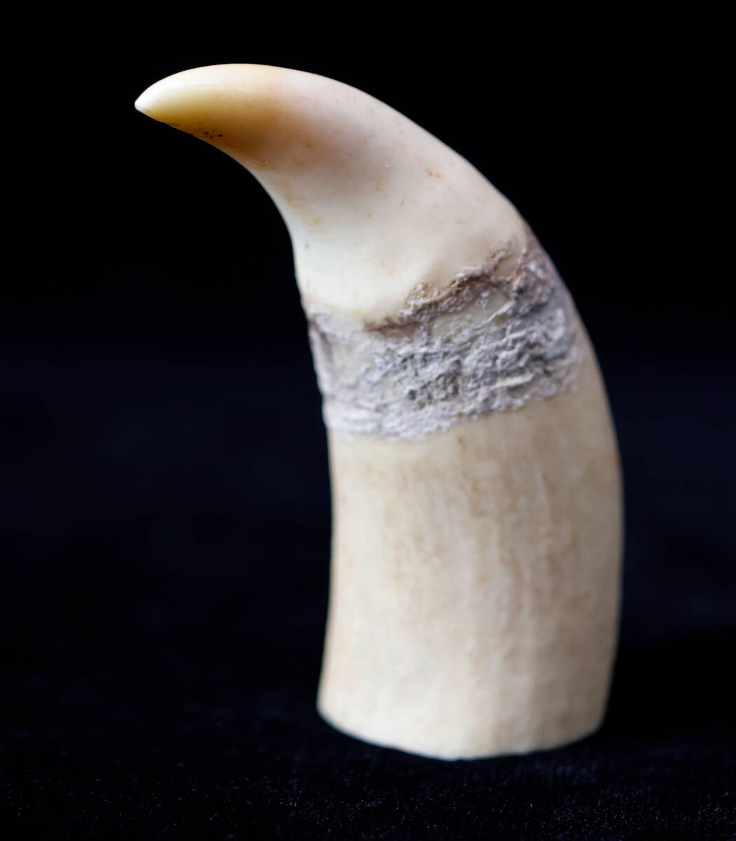 抹香鯨 鯨歯 稀有な部位 マッコウクジラの牙 古美術 彫刻材 根付 揚物 ペンダント ネックレス 天然 入手不可拍卖