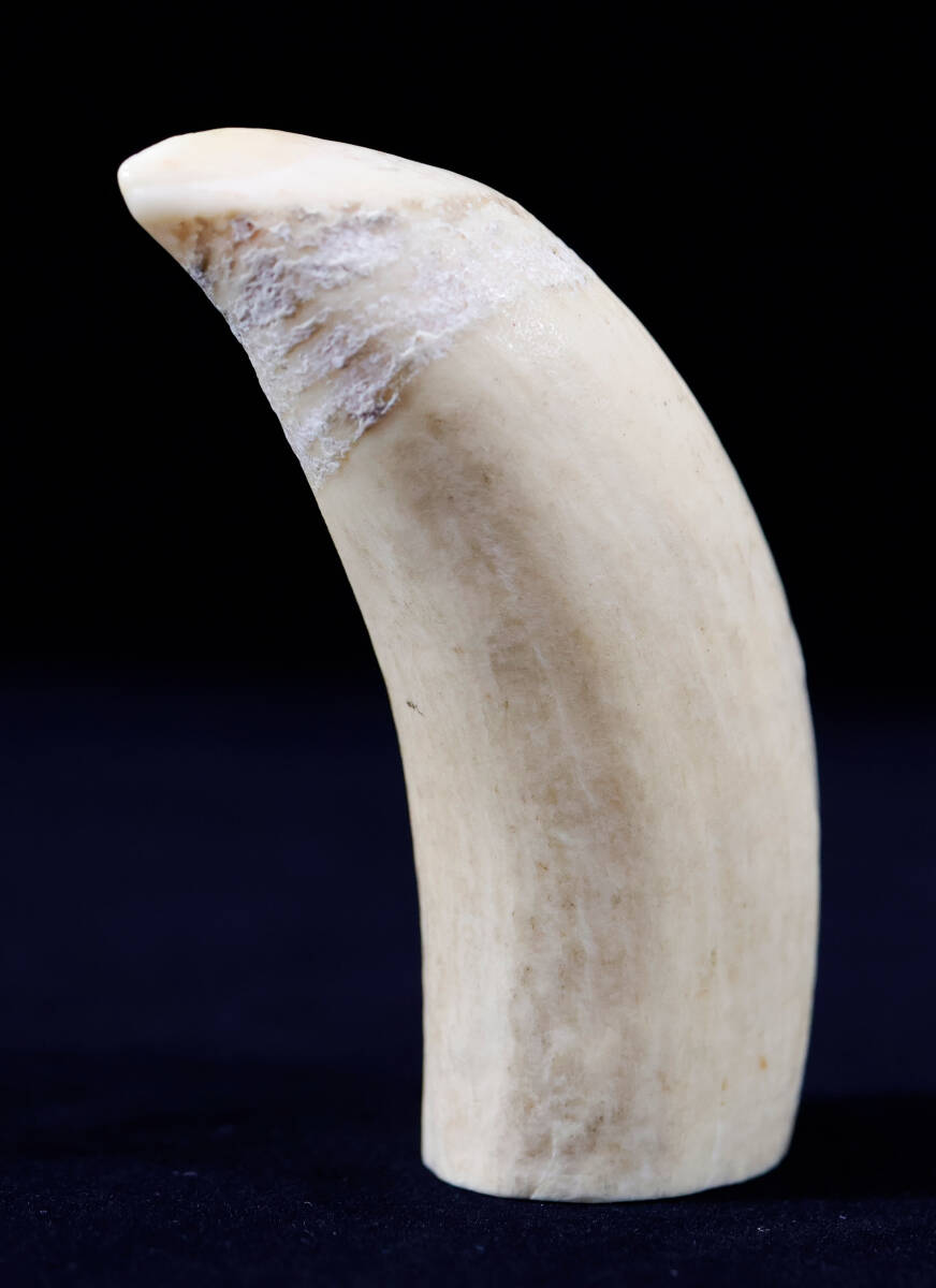 抹香鯨 稀有な部位 鯨歯 マッコウクジラの牙 古美術 彫刻材 揚物 ペンダント ネックレス 天然 入手不可拍卖