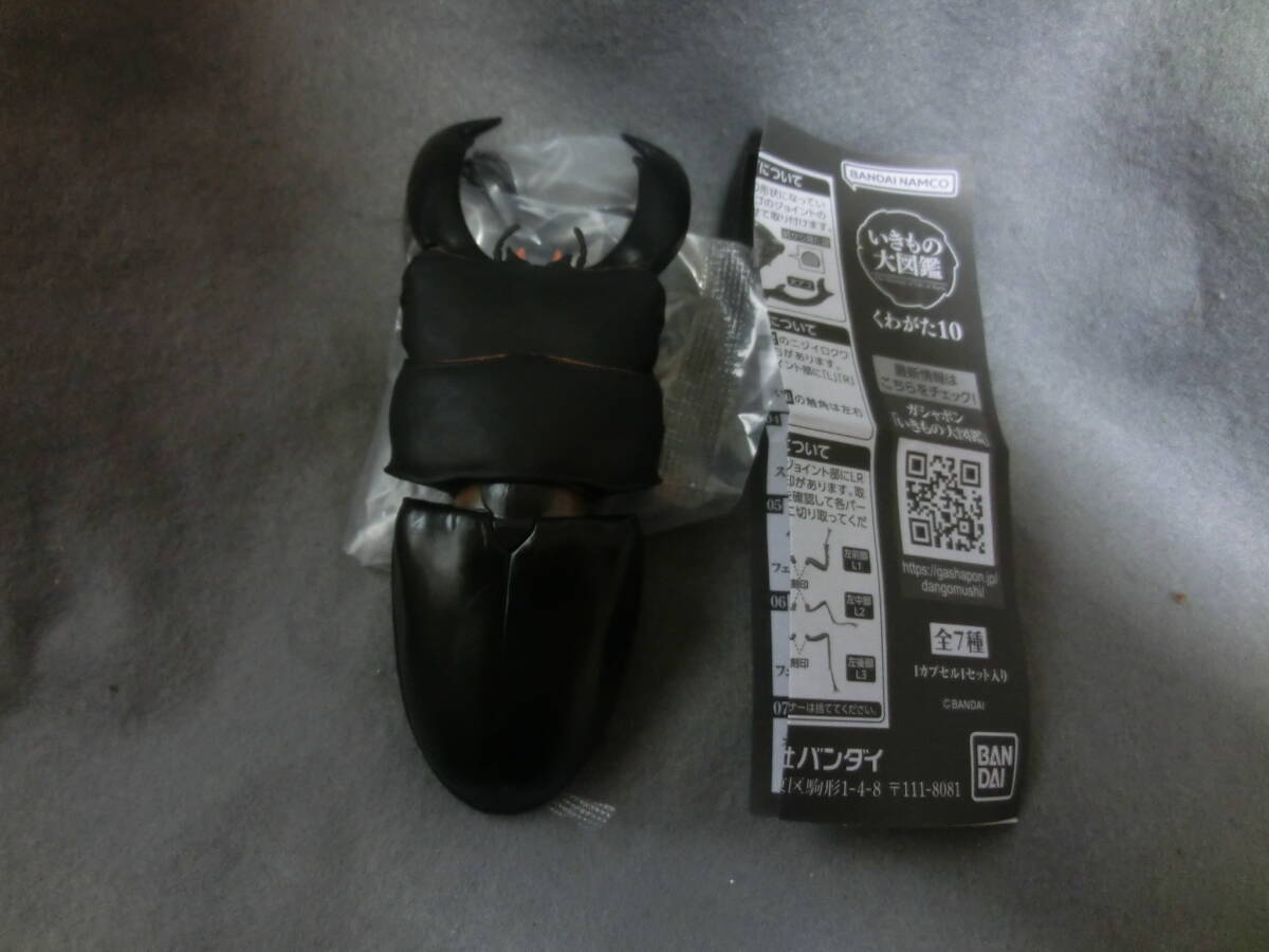 スマトラオオヒラタクワガタ 内歯上がり いきもの大図鑑 くわがたむし拍卖