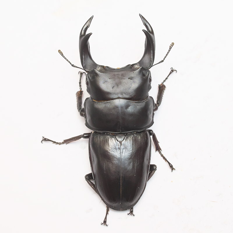 能勢YG血統オオクワガタ 84.0mm オス単品 銚子オオブリード個体 25年羽化 ch25-52-212拍卖