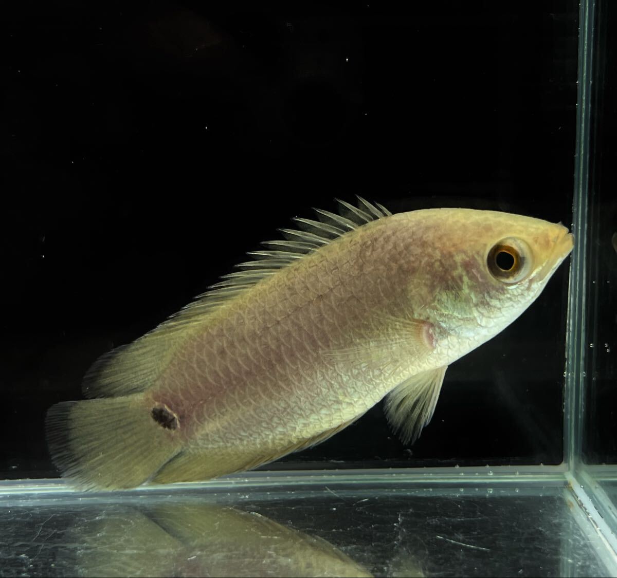wild コンゴ便 魅惑のアフリカン クテノポマ キングスレイ 美魚 高品質個体 1匹拍卖