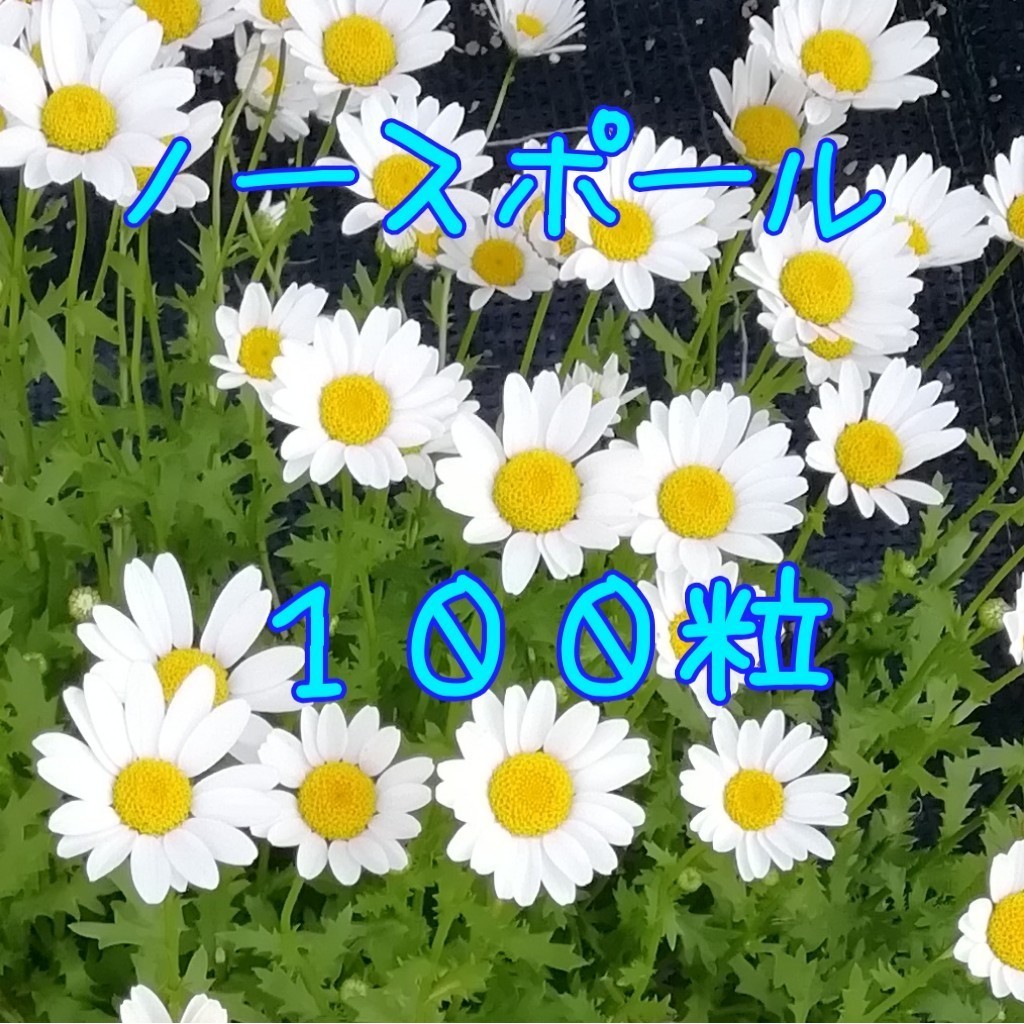 ノースポールの種100粒 種子 秋蒔き 大量 花の種 クリサンセマム ★同梱不可 白の花 沢山拍卖