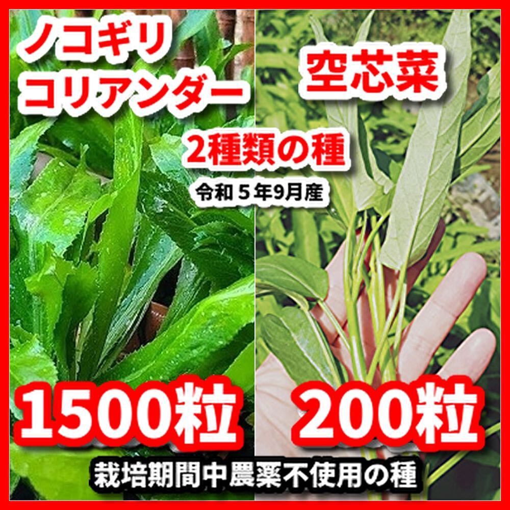 ノコギリコリアンダー&空芯菜2種類の種セット★令和6年産★栽培期間中農薬不使用の種拍卖