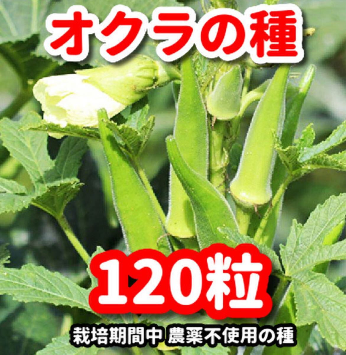 角オクラの種【120粒】★栽培期間中農薬不使用の種拍卖