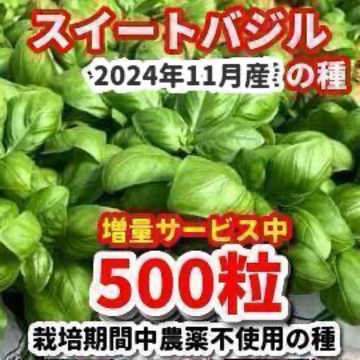 スイートバジルの種【500粒】★栽培期間中農薬不使用の種拍卖