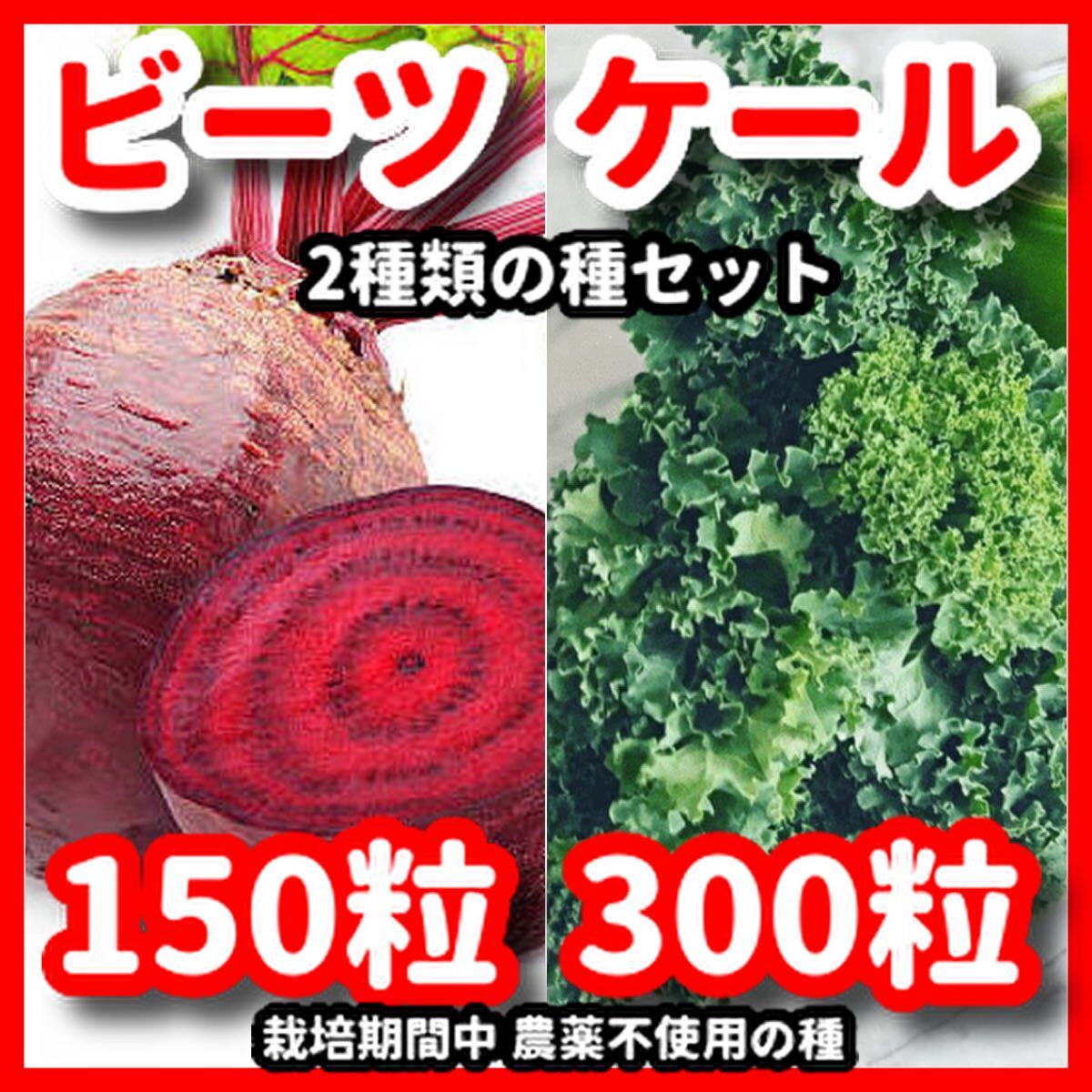 ビーツ&ケールの種セット★栽培期間中農薬不使用の種拍卖