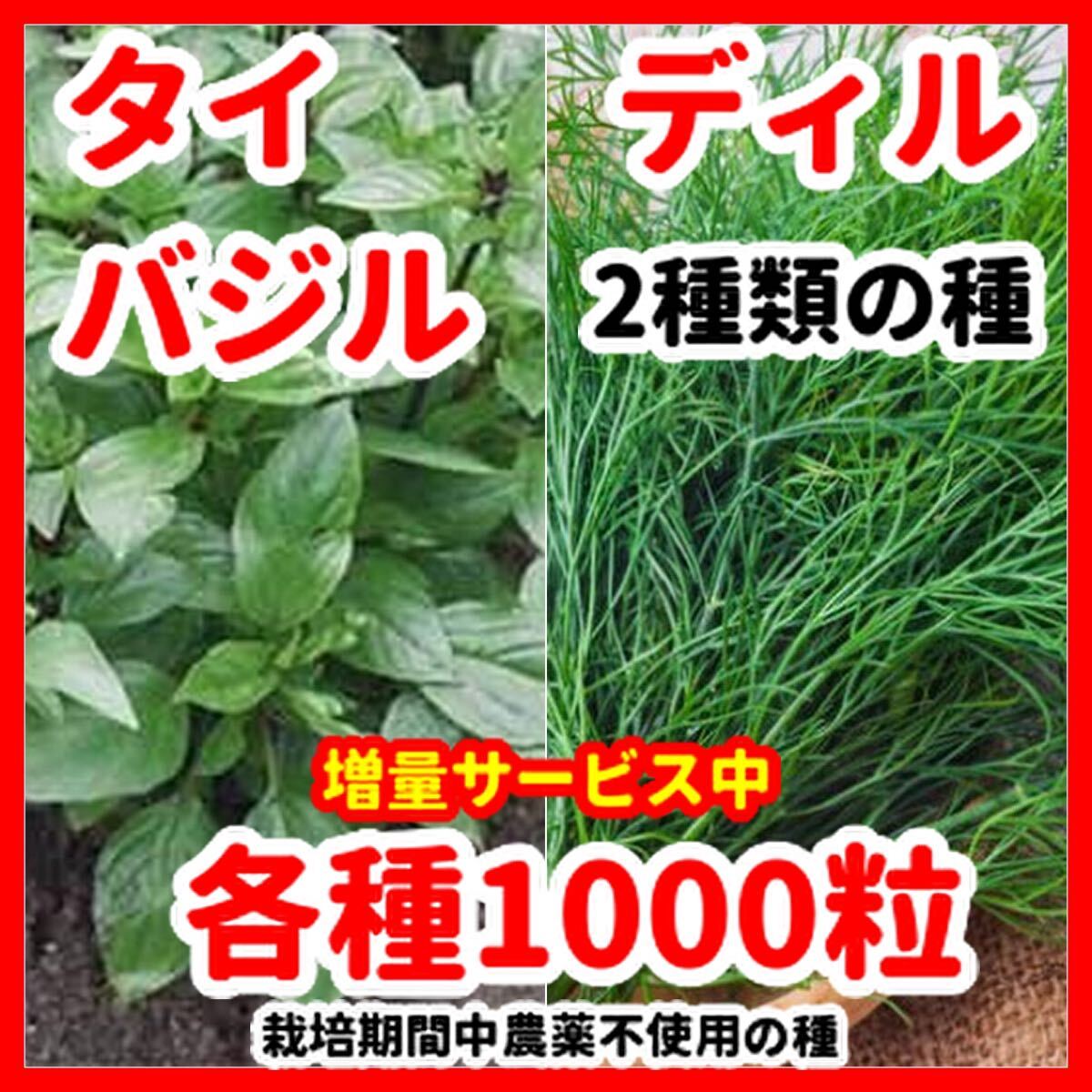 ディル&タイバジルの種セット★令和6年産★栽培期間中農薬不使用の種拍卖