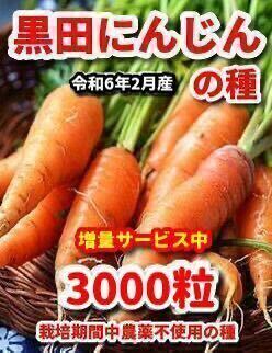 にんじん種【3000粒】★栽培期間中農薬不使用の種★令和6年11月産!拍卖