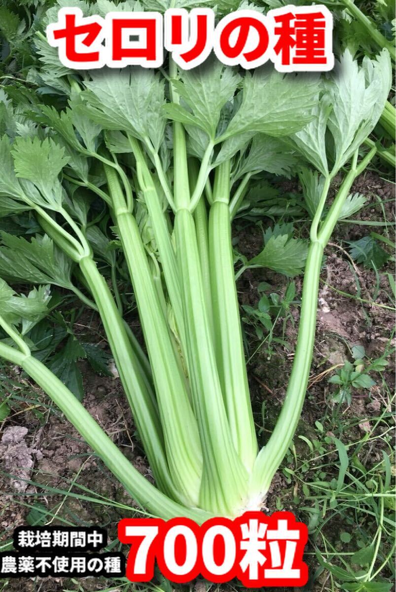 セロリの種【800粒】★栽培期間中農薬不使用の種拍卖