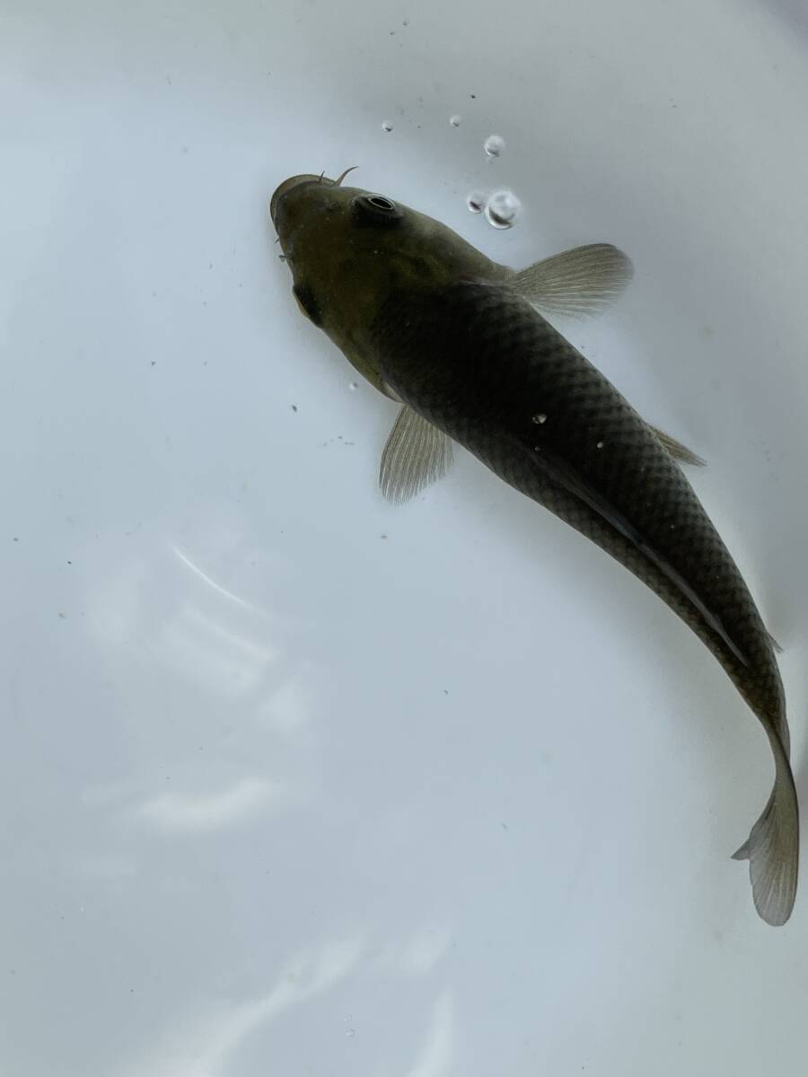 ★特選新仔★令和7年産 小西系の黒系の茶鯉10cm程度拍卖