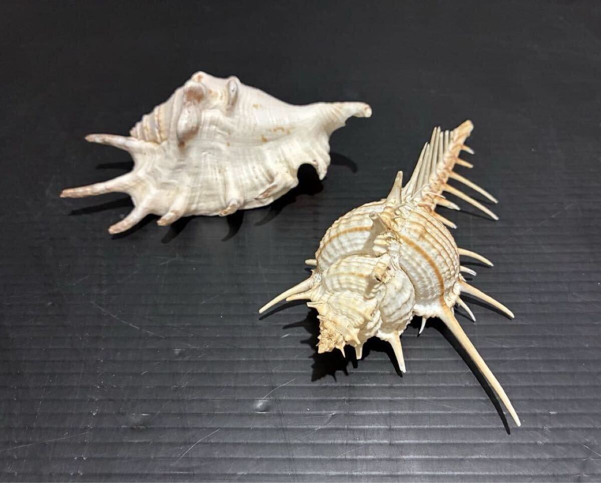D(0912s9) 貝殻 標本 貝がら ホネガイ クモガイ まとめ 2点 ディスプレイ インテリア ☆カケあり拍卖