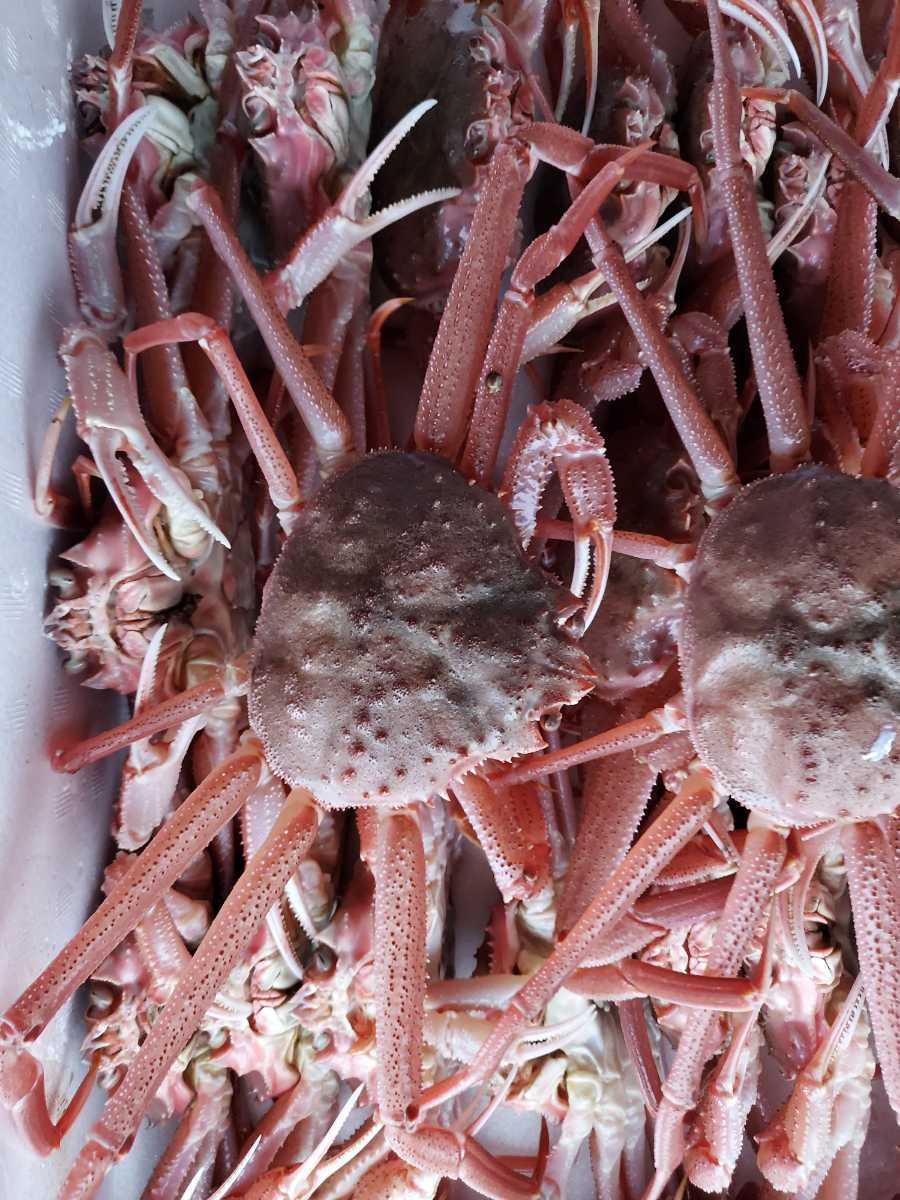 (生又はボイル)ズワイカニ25~30cm200g位5匹3480円即決。大ズワイガニ種拍卖