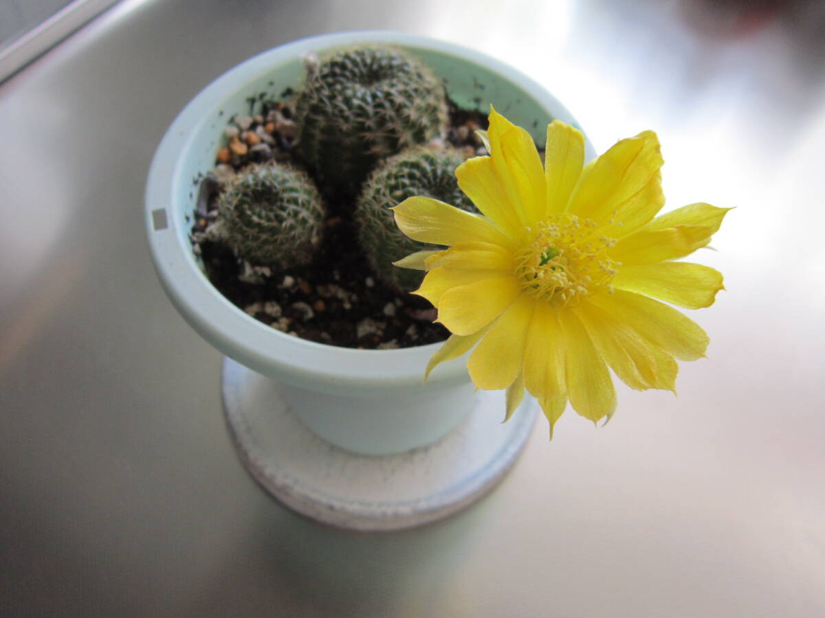 ◆サボテン3cm 多肉植物 黄色花 抜き苗 第4種郵便です拍卖