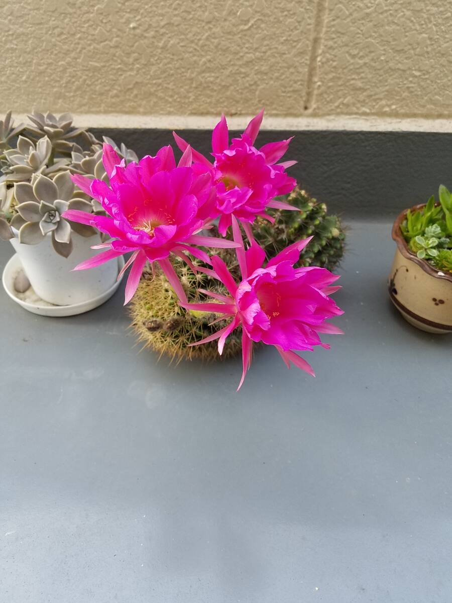 サボテン9cm 多肉植物 赤ピンク花 抜き苗 第4種郵便です拍卖