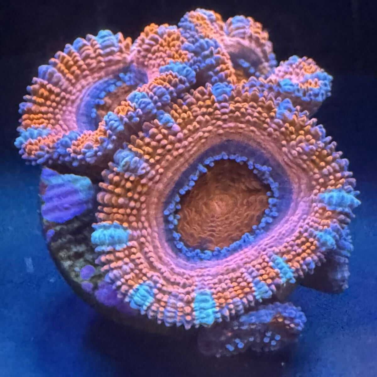 ③ ピンク入り オーストラリア産 カクオオトゲキクメイシ カクオオトゲ キクメイシ サンゴ ポリプ プラグ 約2.8cm のプラグ フラグ拍卖