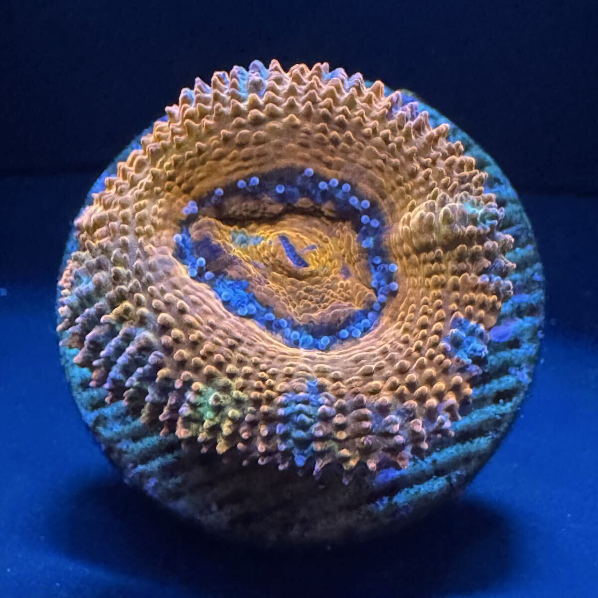 不規則に色がのる美個体 オーストラリア産 カクオオトゲキクメイシ レインボーグレード レインボー カクオオトゲ サンゴ 約2.8cm のプラグ拍卖