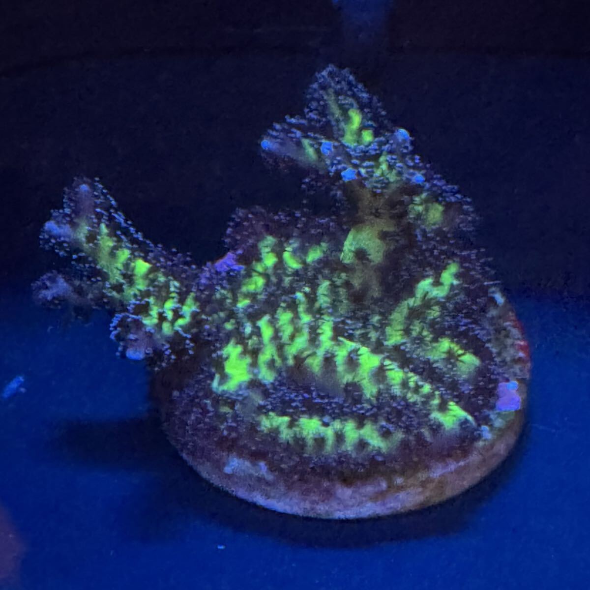 強発色 ④ 密集 トゲサンゴ 蛍光グリーン サンゴ 程度 プラグ 約2.8cm プラグに接着 SPS フラグ拍卖