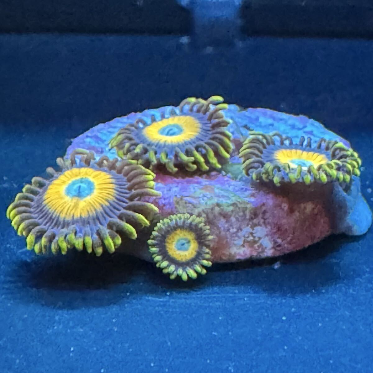 ② スクランブルエッグ USマメスナ サンゴ 3ポリプ プラス 子株 プラグ 約2cm のプラグ ソフトコーラル フラグ拍卖