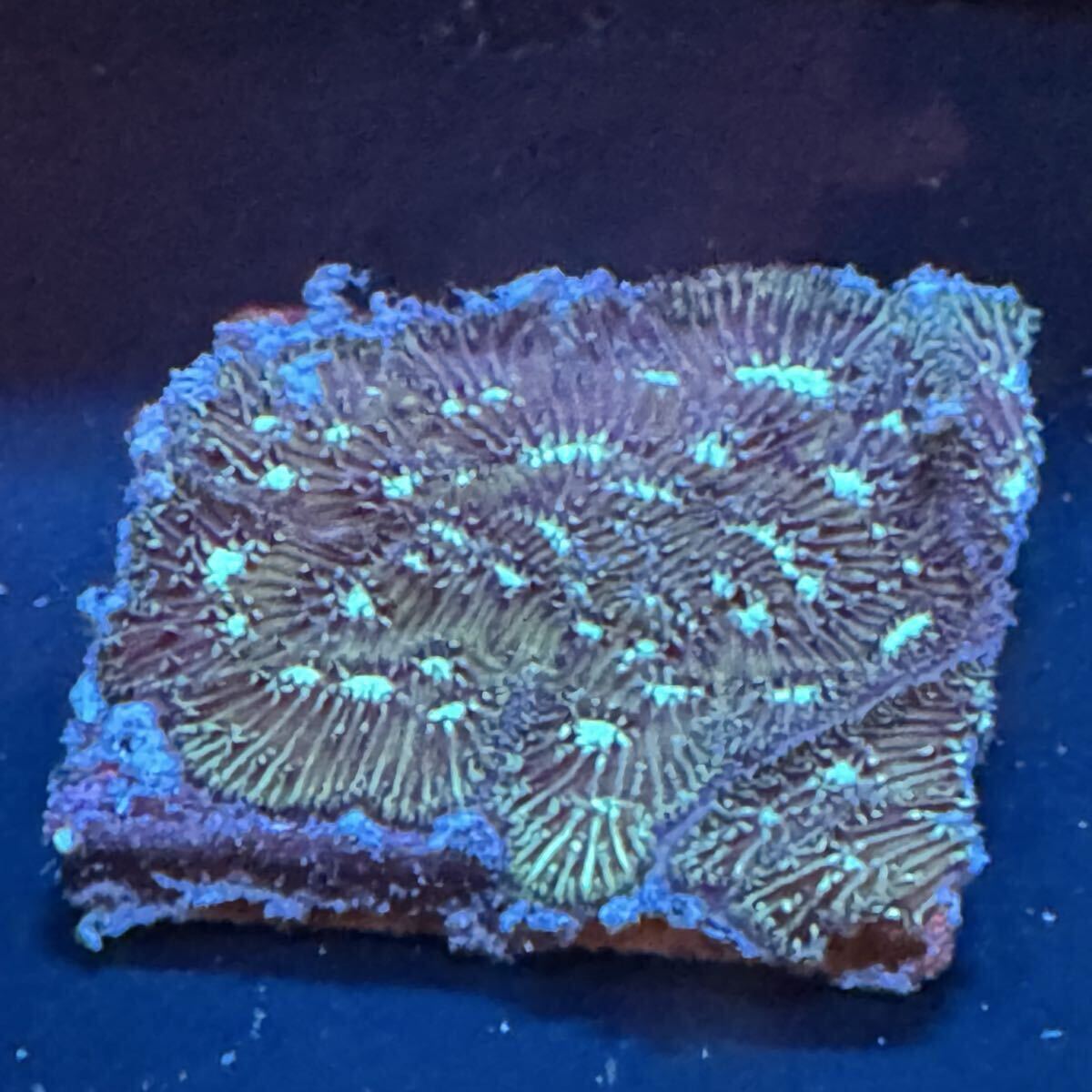 ② シコロサンゴ サンゴ プレート 約3cm角 プレートに被覆拍卖