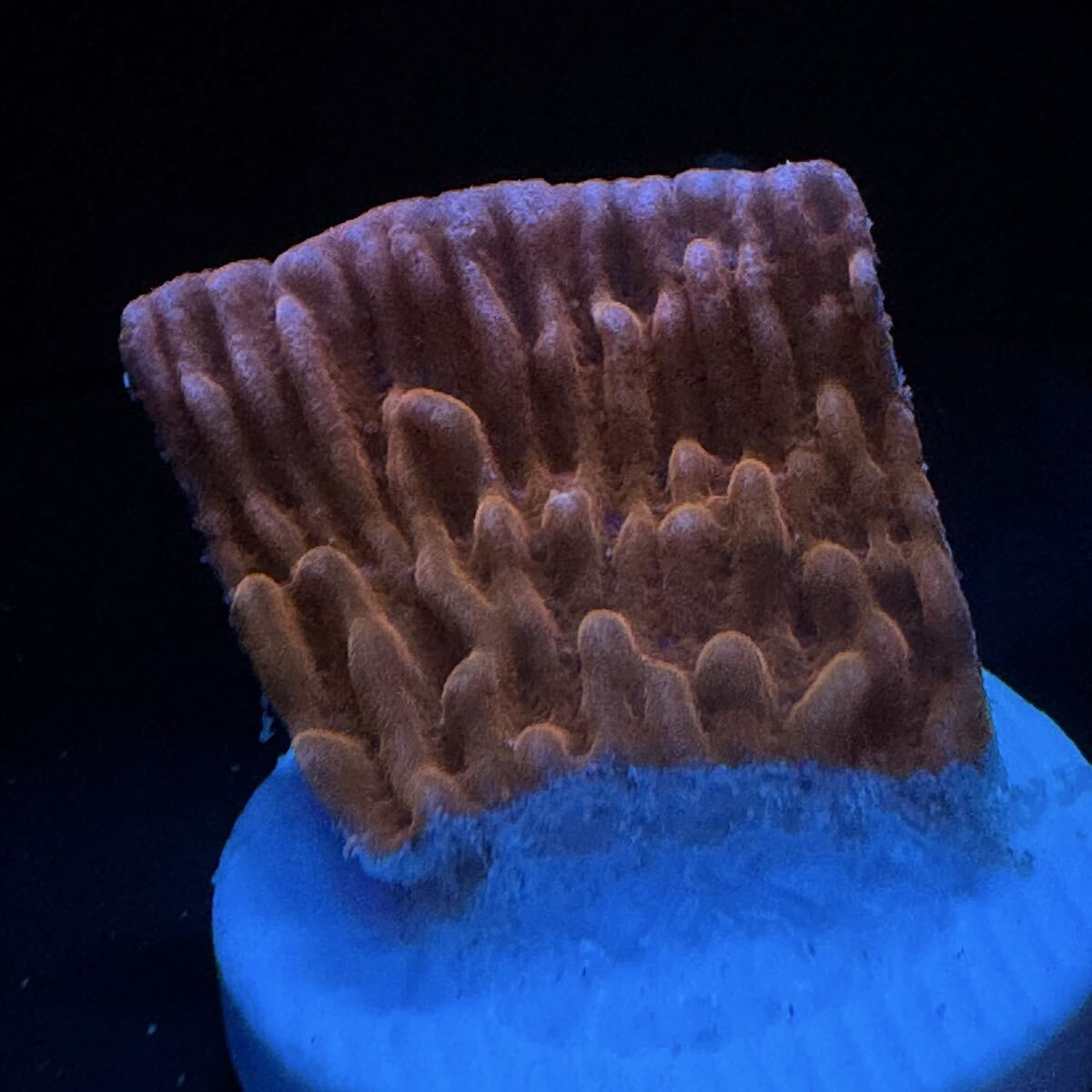 ② スローバーンモンティポラ モンティポラ コモンサンゴ サンゴ 約2.8cm プラグ モンテポラ SPS フラグ拍卖