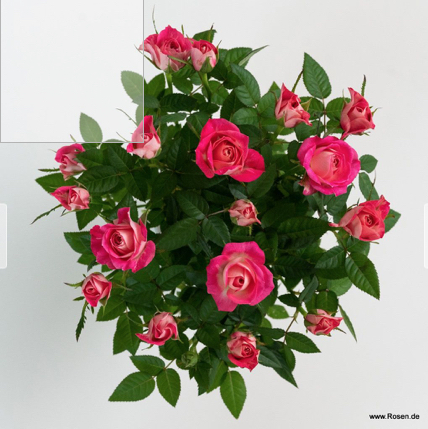 ★ミニバラ★フェイム(コルダナ)★復色★新品種★愛安ローズ様拍卖