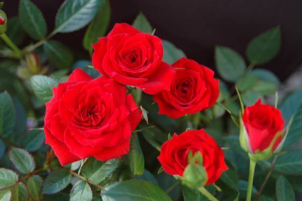 ★ミニバラ★レッドバローム★多花性★愛安ローズ様拍卖