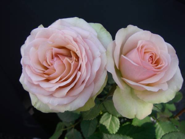 ★ミニバラ★アテナコルダナ★レア品★愛安ローズ様★拍卖