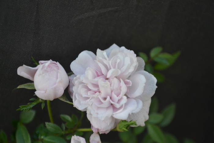 ★ミニバラ★姫ばら★姫乙女★極小★愛安ローズ様★拍卖