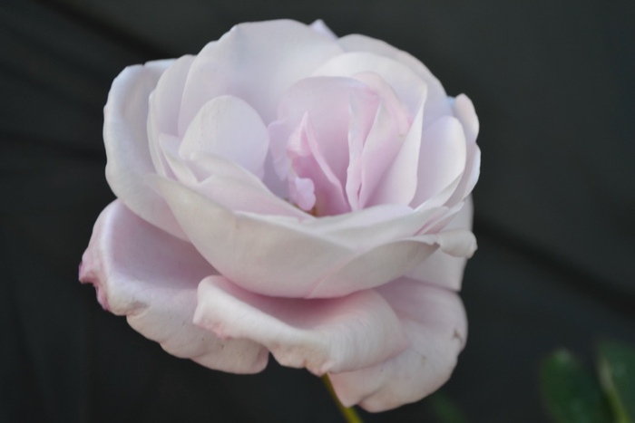 ★ミニバラ★乙女心★ブルー強香★4寸★新品種★拍卖