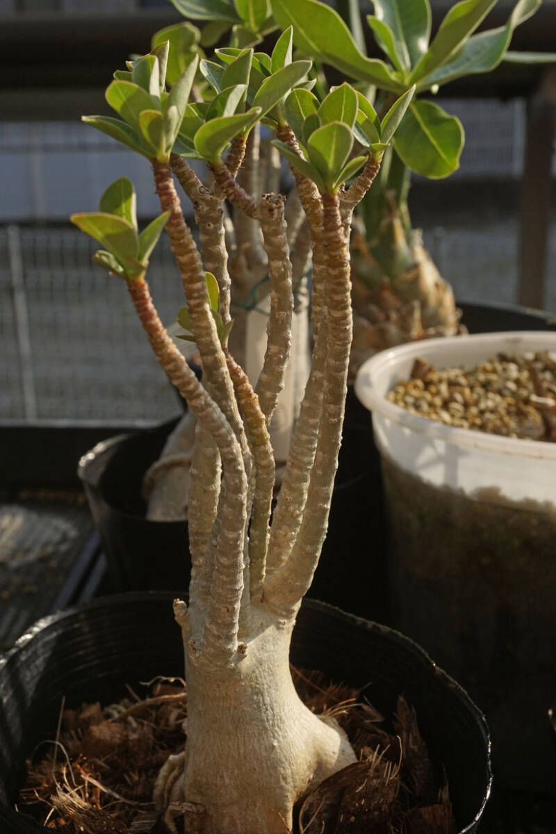変異種 Adenium arabicum アデニウム アラビカム (3-9)拍卖