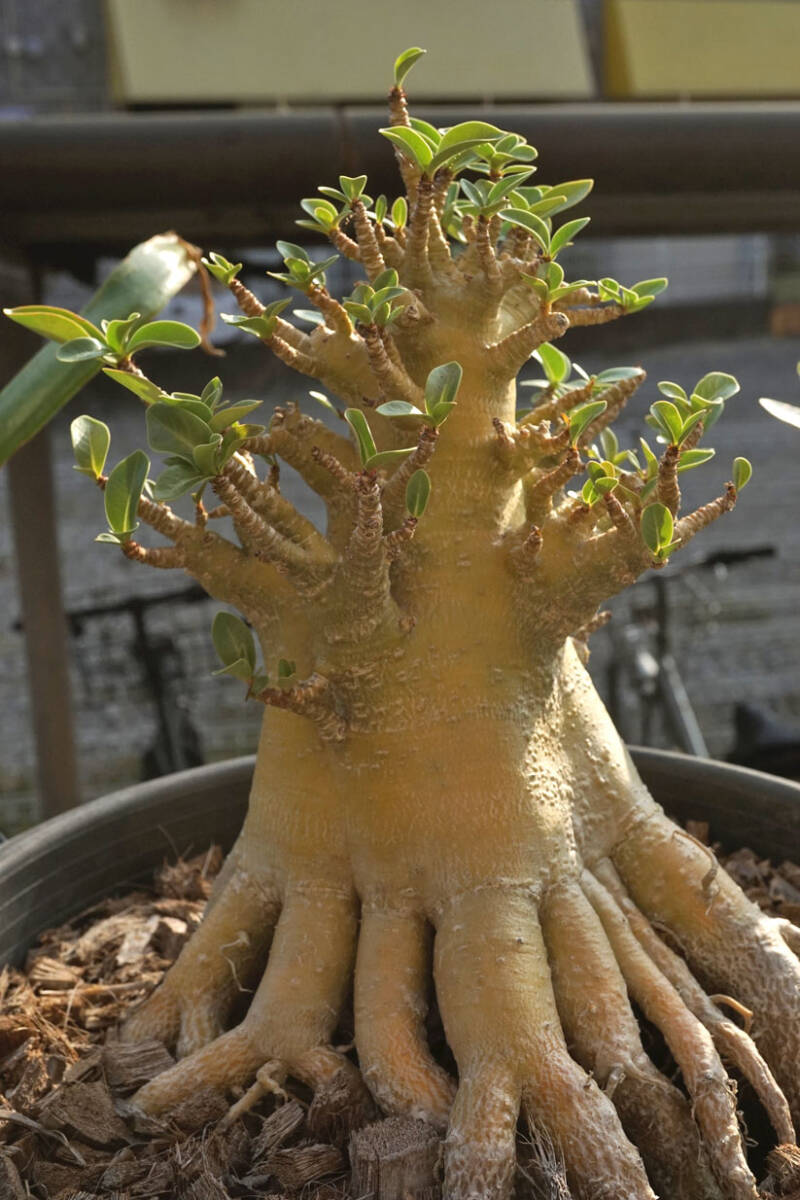 XL スモールリーフ タワーアデニウム Adenium arabicum アデニウム アラビカム 拍卖